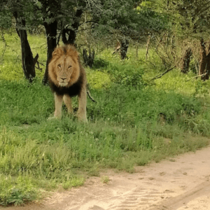 Game Drive (4)
