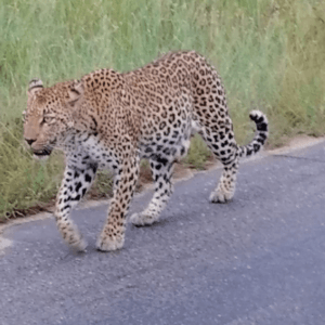 Game Drive (5)