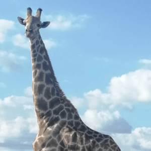 Game Drive (8)