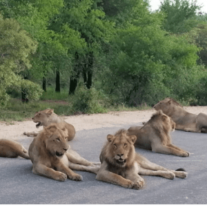 Kruger National Park (2)