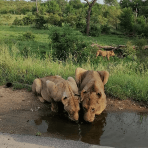 Kruger National Park (3)