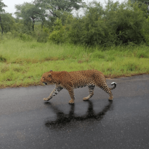 Kruger National Park (4)