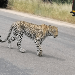 Kruger National Park (6)