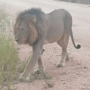Kruger National Park (7)