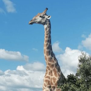 Kruger National Park (8)