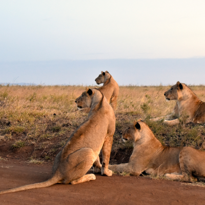 Untitled design (34)